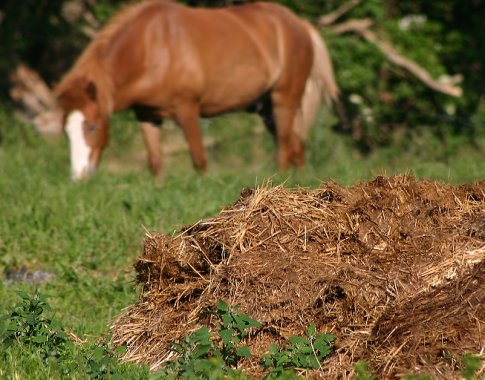 13 patarimų, kaip geriausiai panaudoti mėšlą