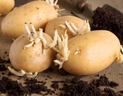 Bulvių daiginimas prieš sodinimą. Ką reikia žinoti?