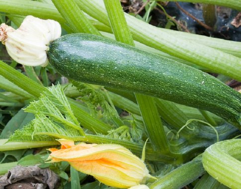 Cukinijų derlius: pavojai, ligos ir naudingi patarimai