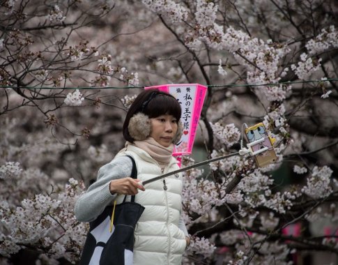 Pamatykite: Japonijoje pusmečiu anksčiau sužydėjo sakuros