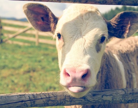 Nauja tvarka: ūkininkai turės atsakingiau naudoti antibiotikus gyvulininkystėje