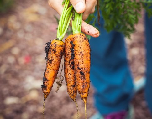 Patarimai sodininkams: laikas sėti morkas?