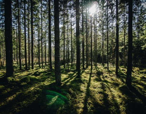 Už mieste turėtą žemę bus atlyginama ir mišku