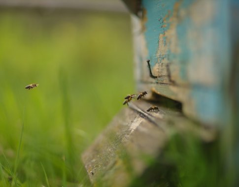 Bičių auginimas: ne į kalendorių, o pro langą reikia žiūrėti