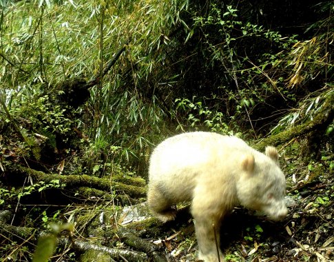 Pamatykite: Kinijos miške nufotografuota panda albinosė