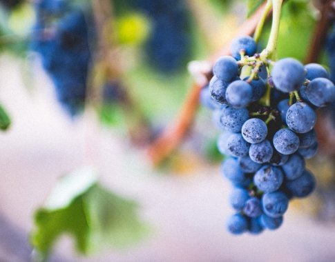 Vynuogės  neatlaikė šalčių: kas jų laukia toliau?