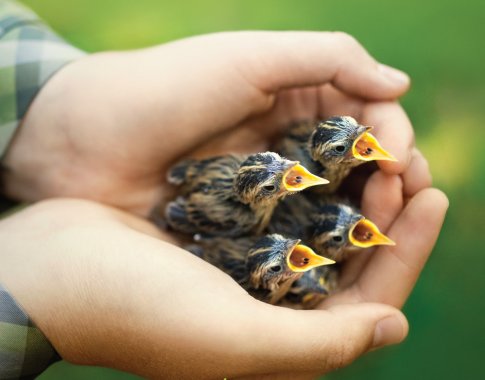 Į Lietuvą atvežta 50 pasaulyje nykstančių paukščių mažylių