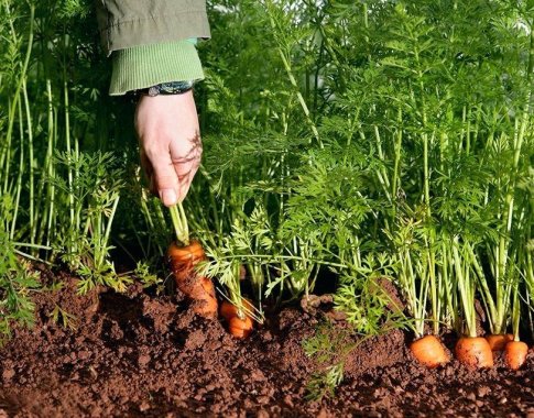 Morkų rugpjūtis: kaip jas prižiūrėti tokiu metų laiku?