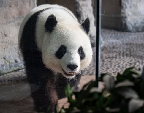Berlyno zoologijos sodo didžioji panda Meng Meng atsivedė dvynukus