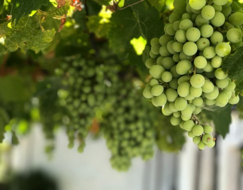 Gausus ir saldus vynuogių derlius