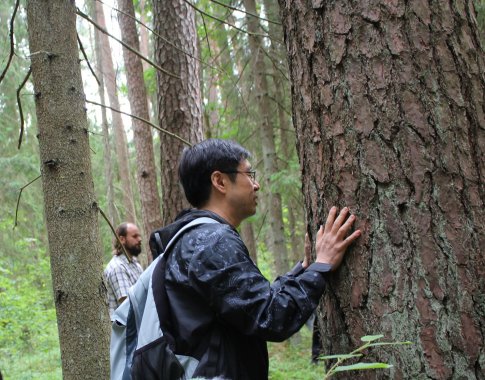 Miško medicina ragina būti gamtoje