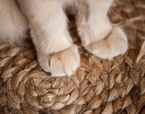 Nagų šalinimas – skausminga katės kasdienybė dėl materialinės šeimininkų gerovės