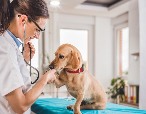 Ašaras kasdien matanti veterinarė: skaudžią pamoką žmonės išmoksta per vėlai