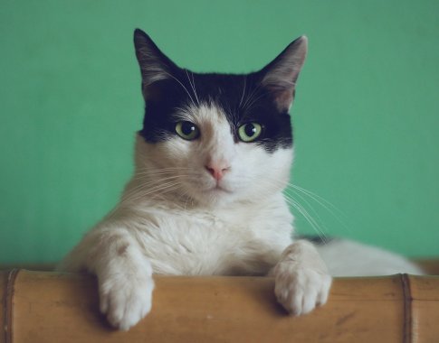 Ką žymi pakirpta katės ausis ir kada tai leistina?