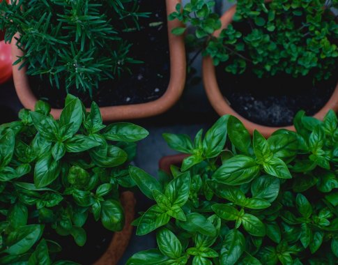 Daržas ant palangės: ką ir kaip galime auginti namuose?
