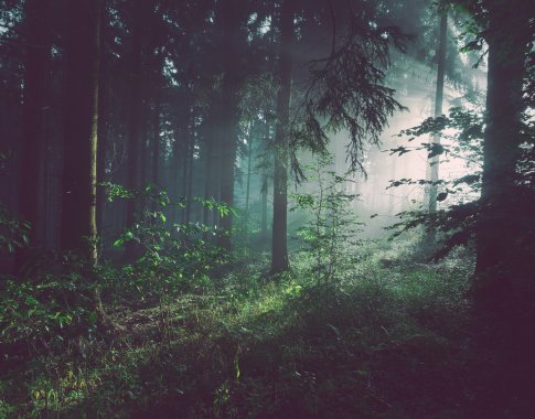 Bijote pasiklysti miške? Miškininkai pataria, kaip orientuotis neturint išmaniojo įrenginio
