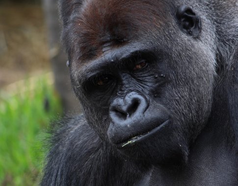 Ugandoje pasaulio šviesą išvydo dvi retos kalnų gorilos