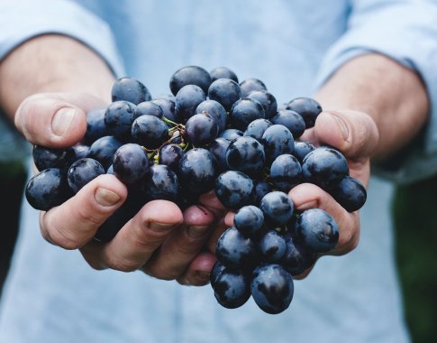 Svajonių vynuogynui negaila nei jėgų, nei laiko