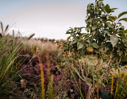 Vaismedžių sodinimas rudenį: ką verta žinoti?