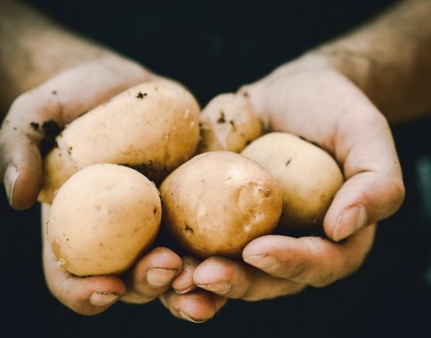 Kokių veislių bulves auginsime kitąmet?