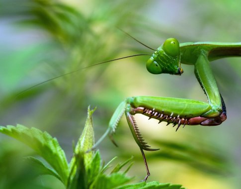 10 evoliucijos keistenybių: nuo suledėjančių vabzdžių iki nemirtingų drebučių