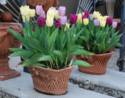 Tulpės loveliuose ir vazonuose – ankstyvam žydėjimui