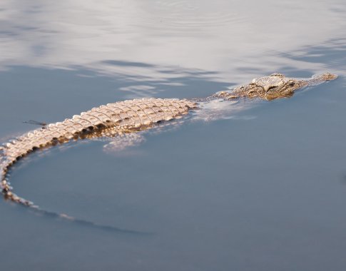 Krokodilai kelia grėsmę ir nyksta