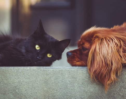 Augintinių kūno kalbos skirtumai: kodėl šuo ir katė nesutaria?