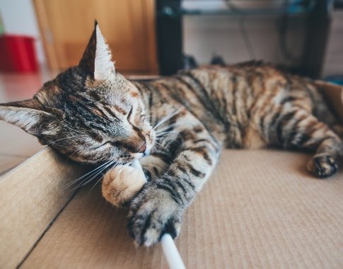 Žaislai katėms – ne tik pramoga, bet ir pagalba rūpinantis katės fizine bei emocine būkle