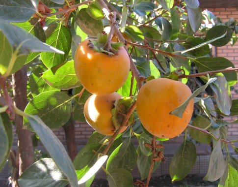 Viliojantys oranžiniai persimonų vaisiai