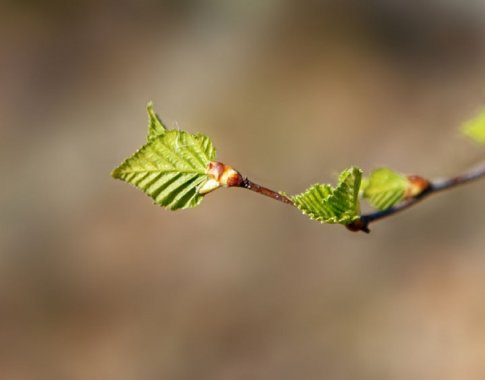 Pumpurai – ankstyvieji pavasario vaistai