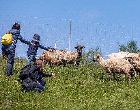 Ribiškių kraštovaizdžio draustinio priežiūrai ir vėl pasitelktos avys ir ožkos