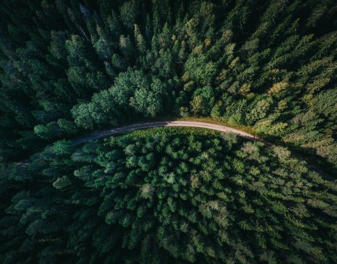 Ko galima pasimokyti iš skandinavų apie miško vertės auginimą