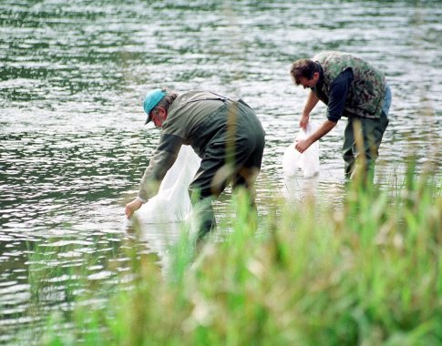 Vilniuje į Neries upę paleista 2 tūkst. ypač retų žuvų – ūsorių