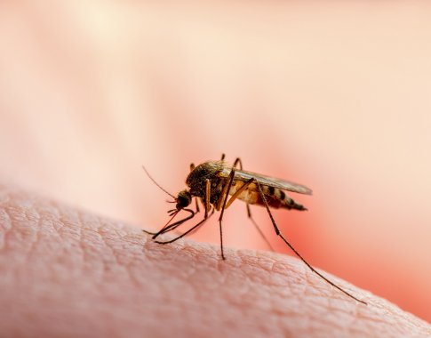 Universalusis amoniakas: nepakeičiamas nuo uodų įkandimų, šeimininkes gelbėja buityje, o sodininkus – darže Universalusis amoniakas: nepakeičiamas nuo uodų įkandimų, šeimininkes gelbėja buityje, o sodininkus – darže