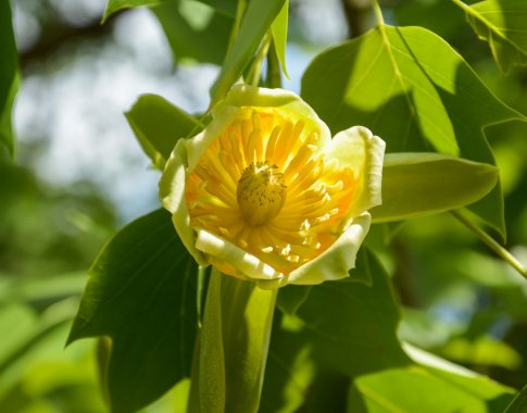 VDU botanikos sodas pristatė puošniausią birželio medį