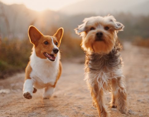 Mokslininkai ieško naujų pagalbos metodų vienišiems: galima išeitis – šunų terapija