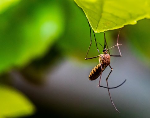 Piknikas gamtoje: kas vilioja vabzdžius ir kaip jų išvengti?