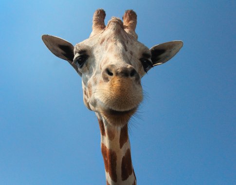 Lietuvos zoologijos sodo atnaujinimas kainuos 18,3 mln. eurų Lietuvos zoologijos sodo atnaujinimas kainuos 18,3 mln. eurų