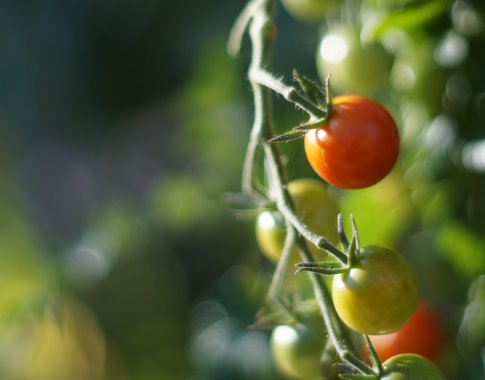 Balti sukietėjimai pomidoro viduje: kodėl jie susidaro?