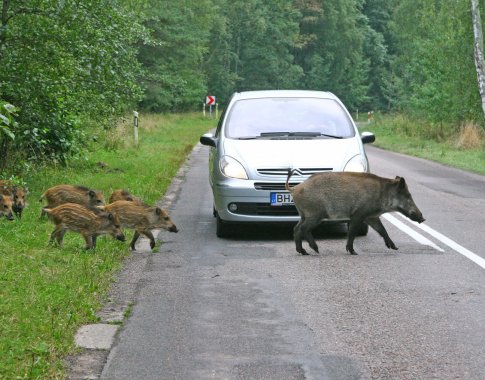 Keliuose sužalotų gyvūnų lemtis – medžiotojų šūviai?