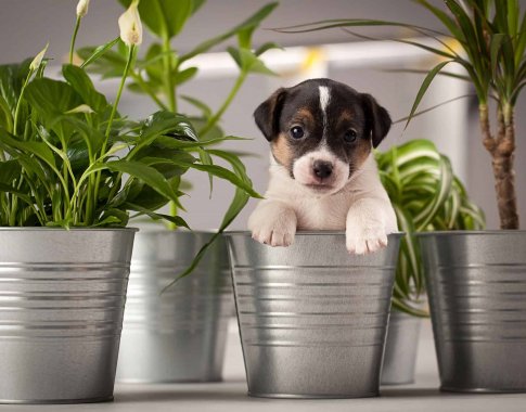 Padėkite – šuo graužia vaiskrūmius ir gėles