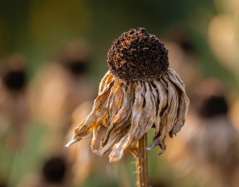 Meteorologai: tokios karštos vasaros Europoje dar nėra buvę