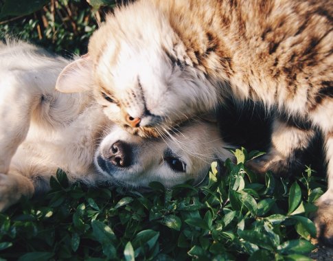 Už augintinį moka tūkstančius, bet į sveikatą neinvestuoja: su kokiais klaidingais įsitikinimais susiduria veterinarai? Už augintinį moka tūkstančius, bet į sveikatą neinvestuoja: su kokiais klaidingais įsitikinimais susiduria veterinarai?