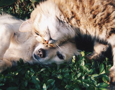 Už augintinį moka tūkstančius, bet į sveikatą neinvestuoja: su kokiais klaidingais įsitikinimais susiduria veterinarai?