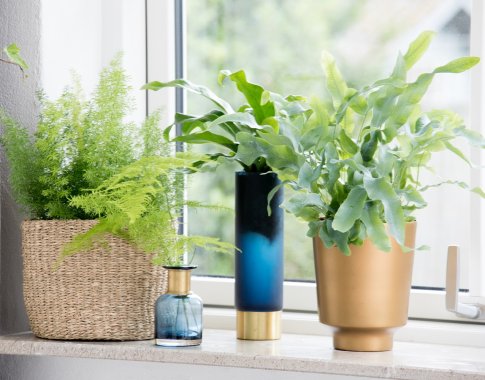 Ar reikia derinti kambarinius augalus ir kaip tai daryti?