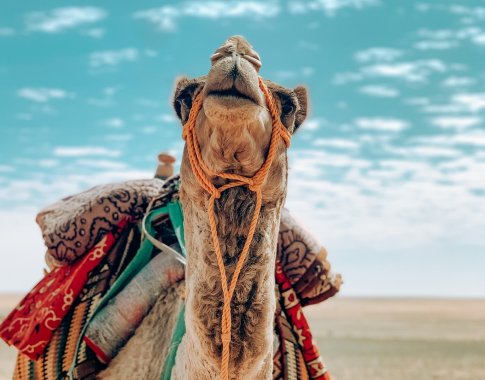 Dešimtys kupranugarių Saudo Arabijoje diskvalifikuoti iš grožio konkurso