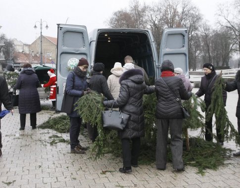 Miškininkai nemokamai dalins eglės šakas