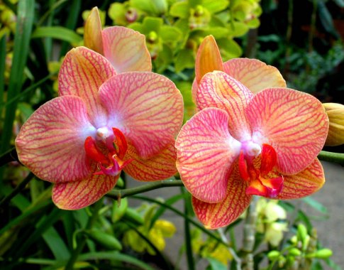 Elegantiškas orchidėjų žiedų paradas