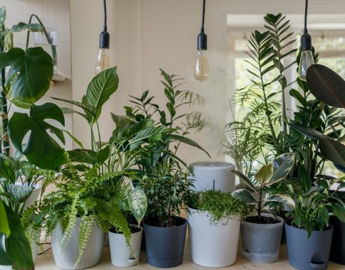 Ekspertai pataria: penkios pagrindinės kambarinių augalų priežiūros taisyklės
